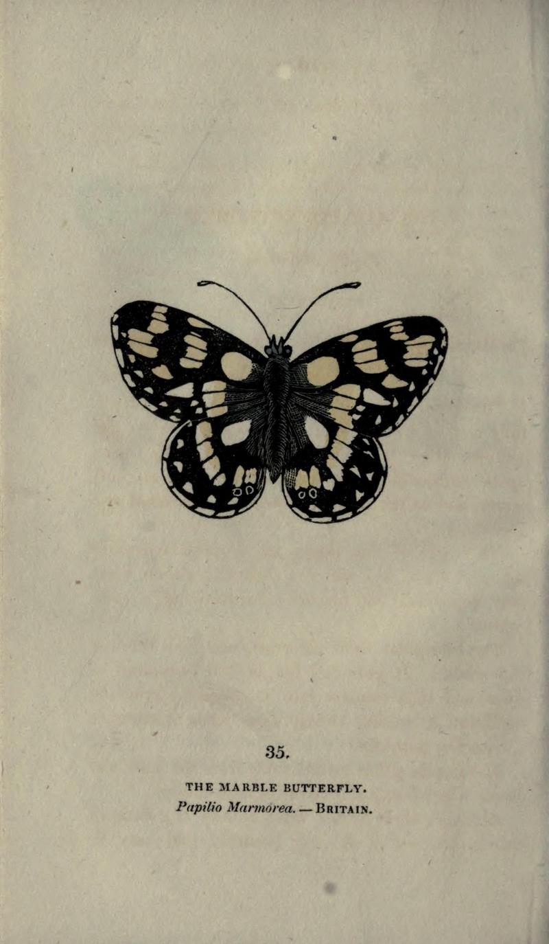 The book of butterflies, sphinxes and moths (Plate XXXV) (6800124700)