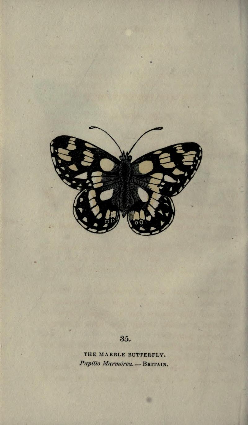 The book of butterflies, sphinxes and moths (Plate XXXV) BHL21521213