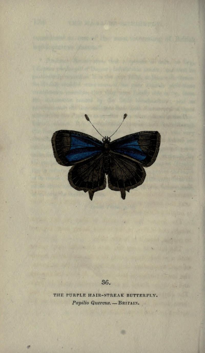 The book of butterflies, sphinxes and moths (Plate XXXVI) (6800124960)