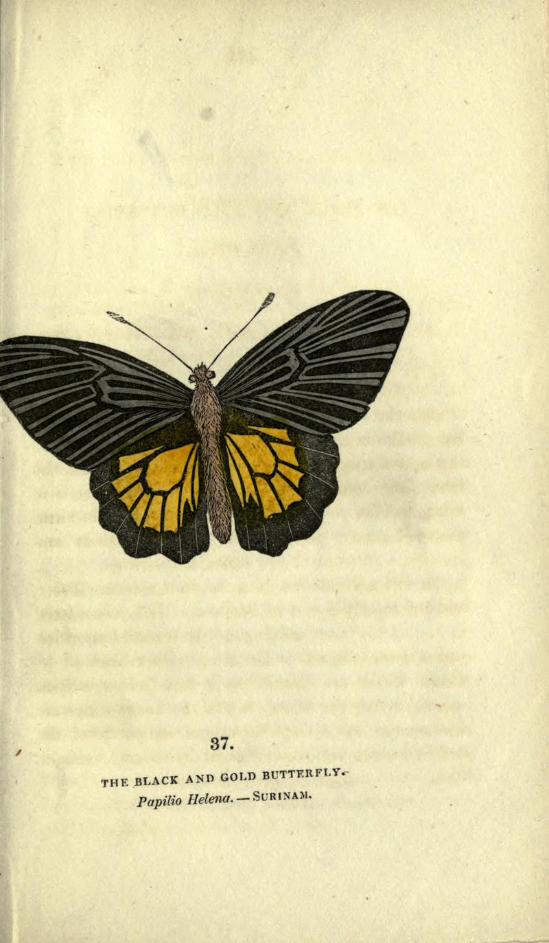 The book of butterflies, sphinxes and moths (Plate XXXVII) BHL21521220