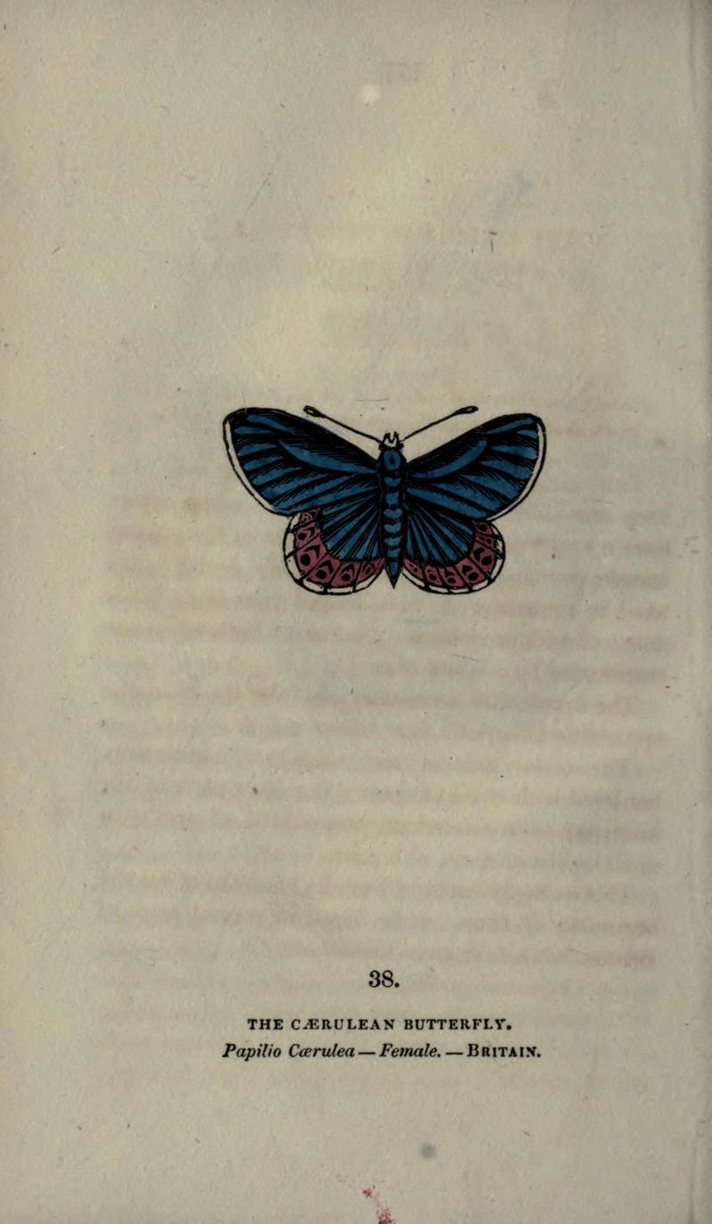 The book of butterflies, sphinxes and moths (Plate XXXVIII) BHL21521223