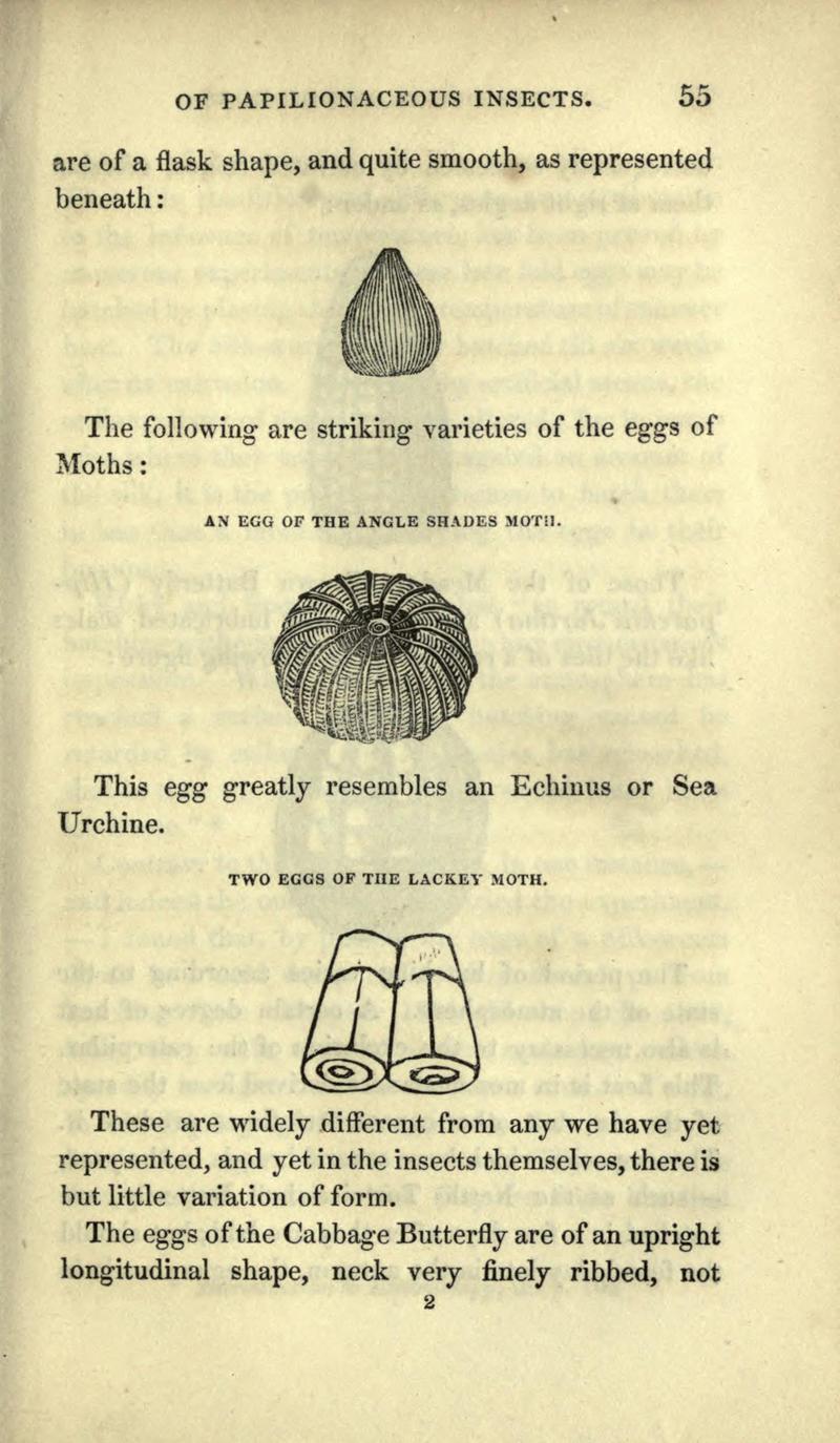 The book of butterflies, sphinxes and moths BHL21521026