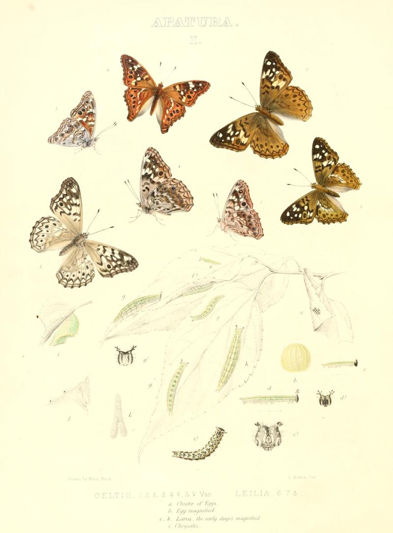 The butterflies of North America (APATURA I) BHL9691131