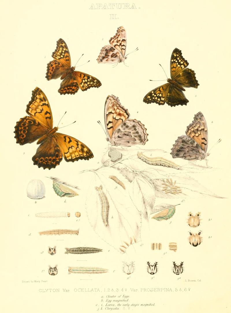 The butterflies of North America (APATURA II) BHL9691147