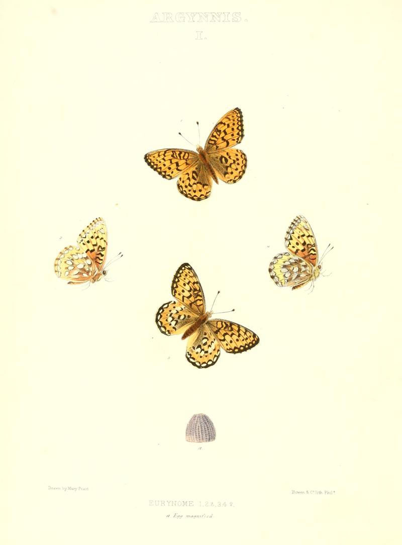 The butterflies of North America (ARGYNNIS I) BHL9691003