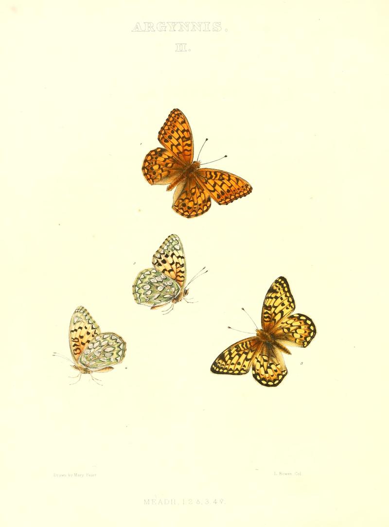 The butterflies of North America (ARGYNNIS II) BHL9691007