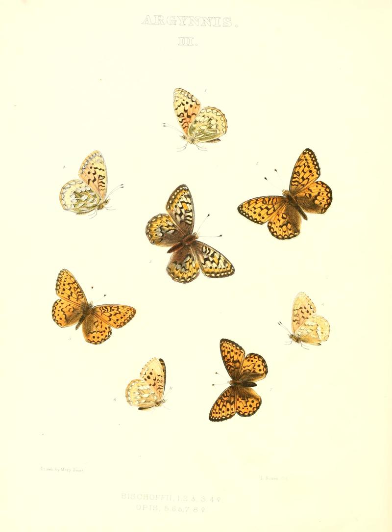 The butterflies of North America (ARGYNNIS III) BHL9691011