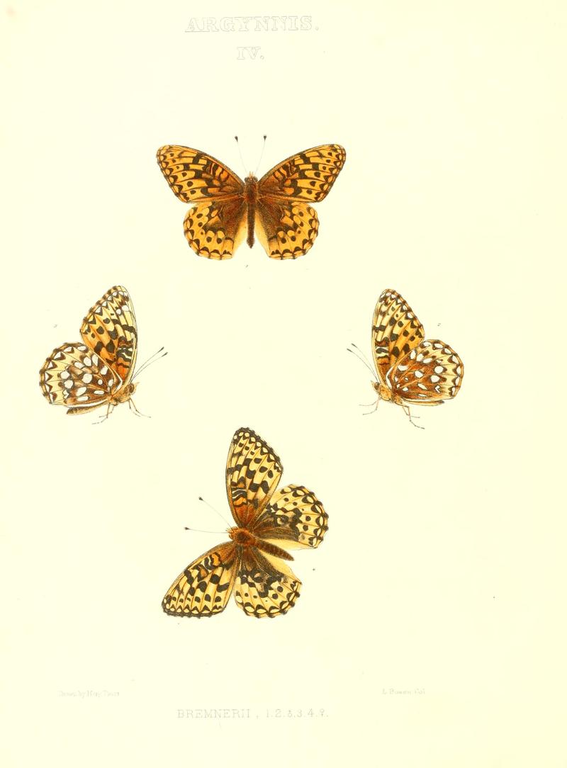 The butterflies of North America (ARGYNNIS IV) BHL9691017