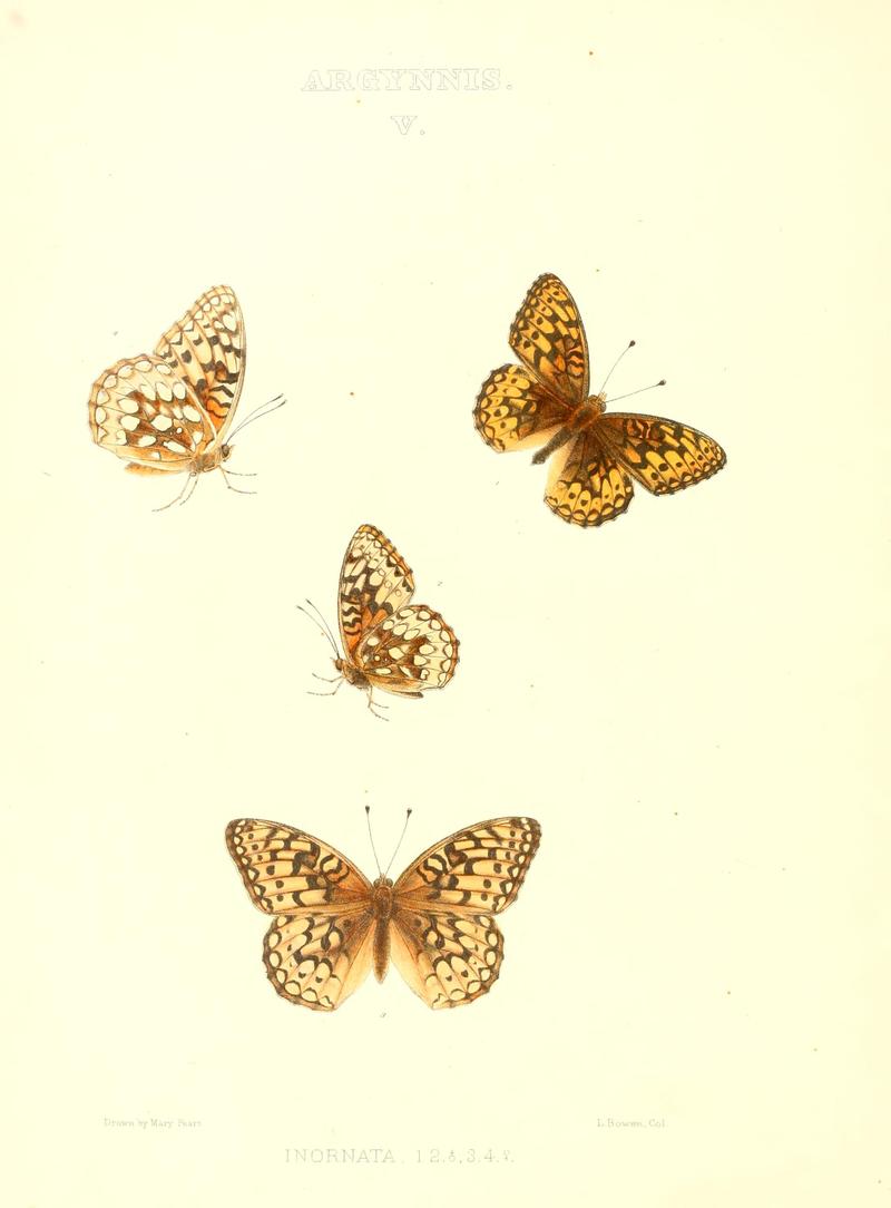 The butterflies of North America (ARGYNNIS V) BHL9691021