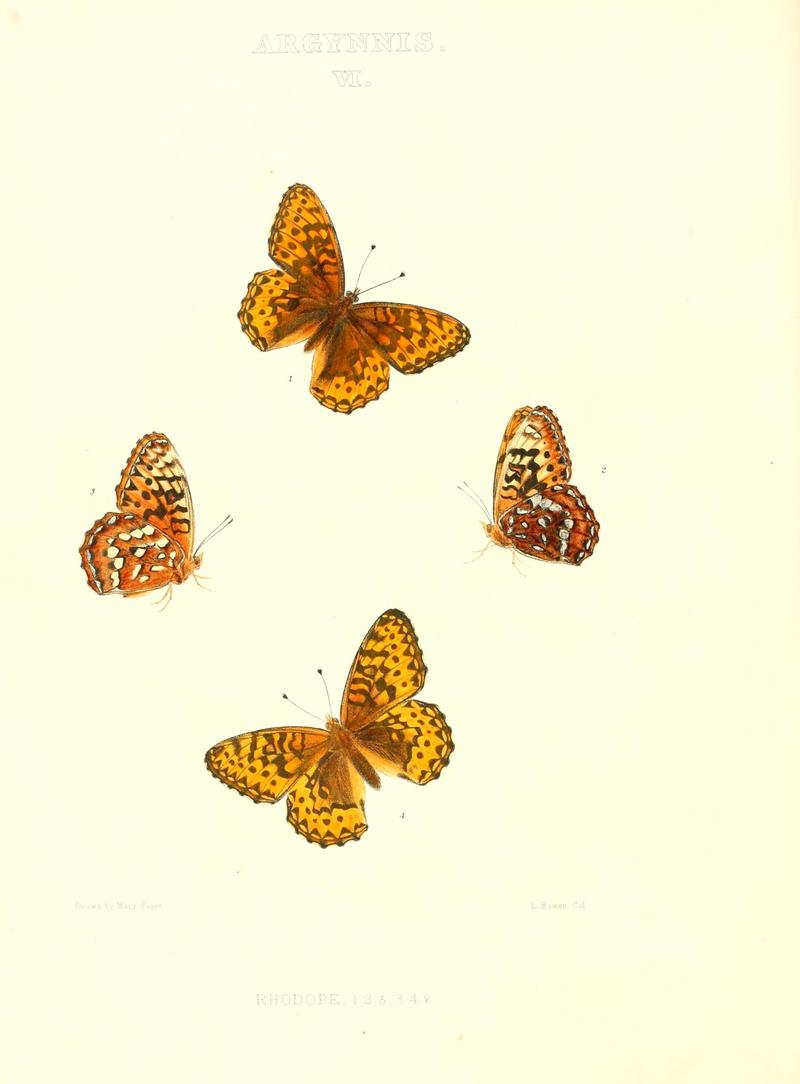 The butterflies of North America (ARGYNNIS VI) BHL9691025