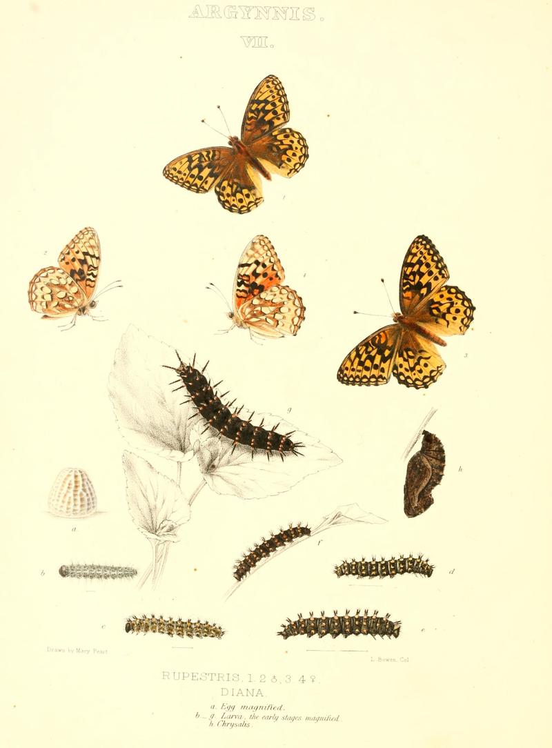 The butterflies of North America (ARGYNNIS VII) BHL9691029