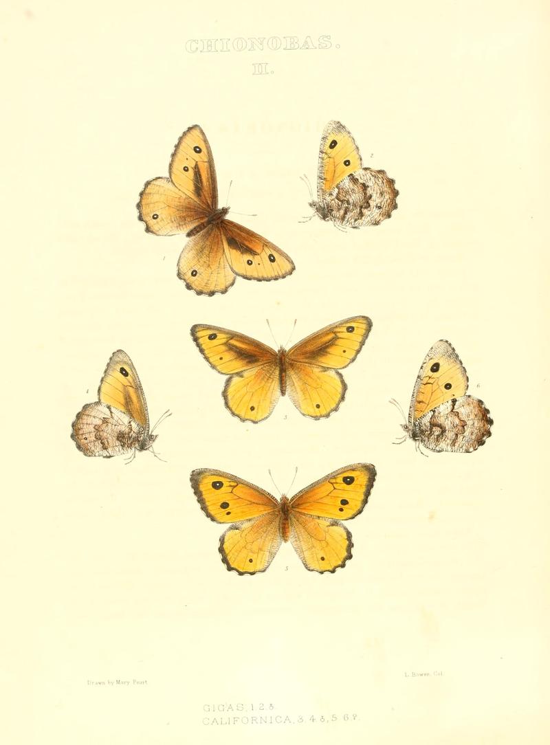 The butterflies of North America (CHIONOBAS II) BHL9691191