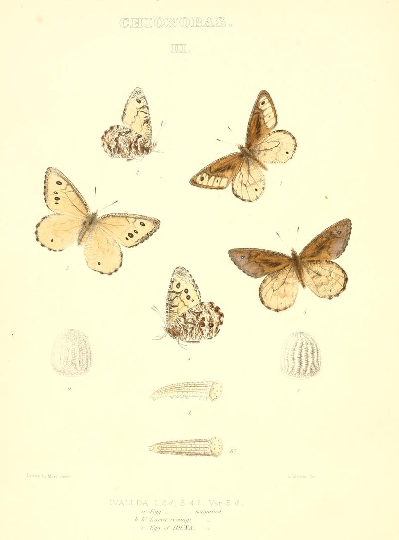 The butterflies of North America (CHIONOBAS III) BHL9691199