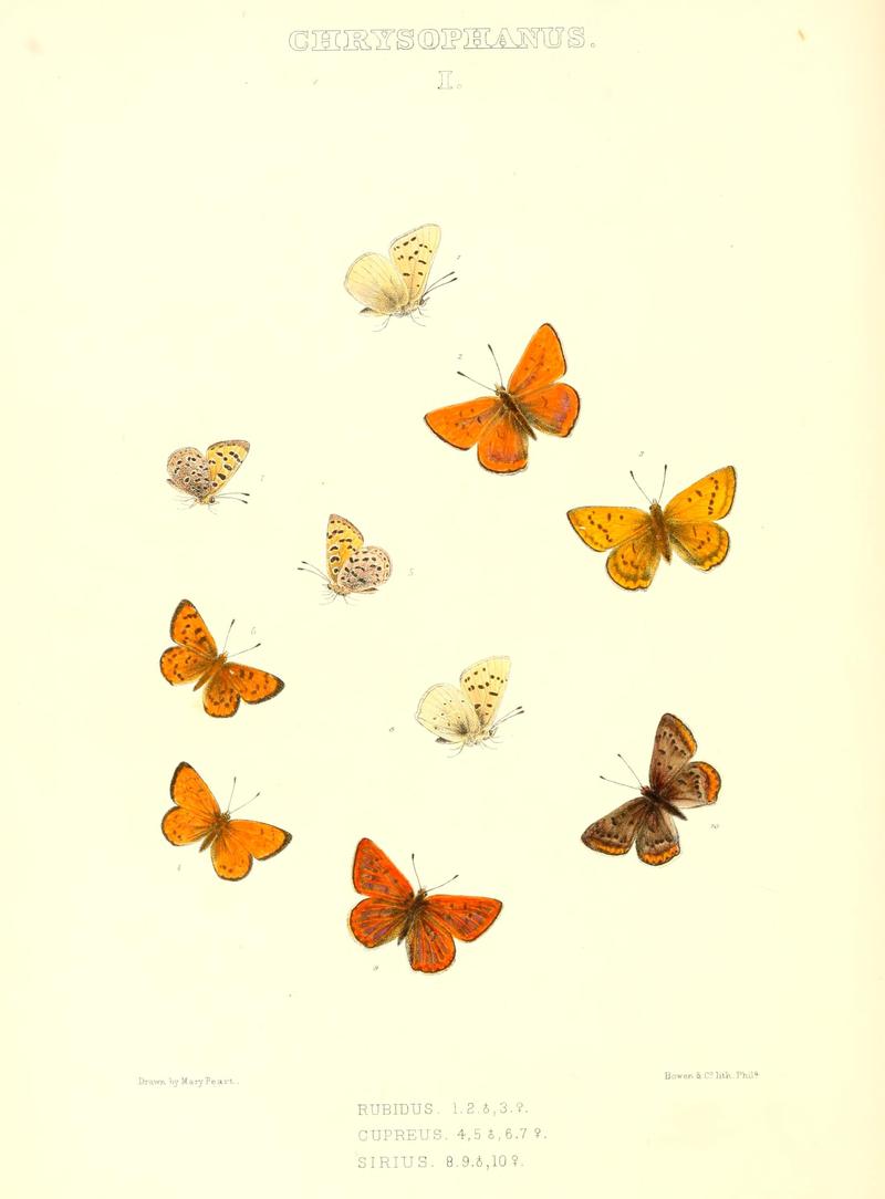 The butterflies of North America (CHRYSOPHANUS I) BHL9691225