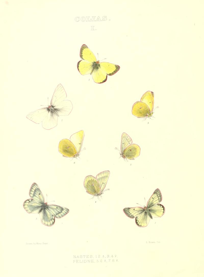 The butterflies of North America (COLIAS I) BHL9690953