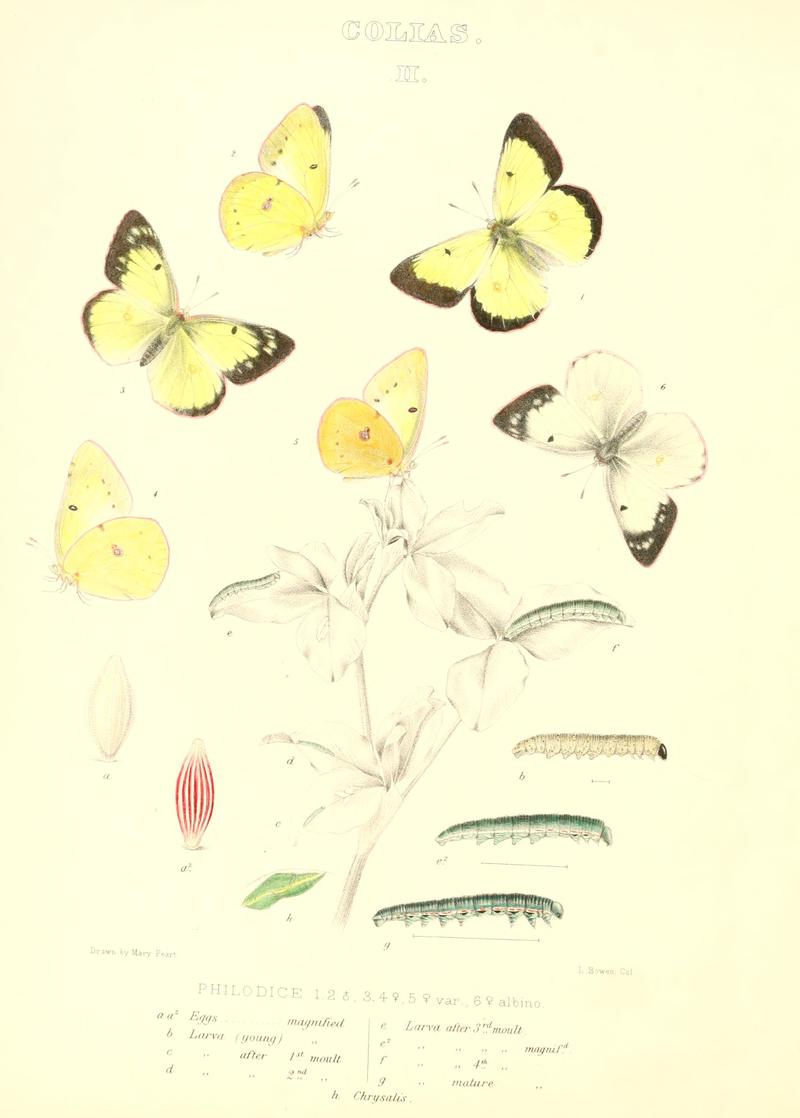 The butterflies of North America (COLIAS II) BHL9690959