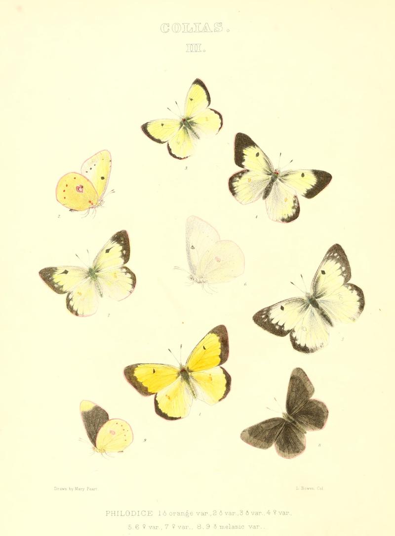 The butterflies of North America (COLIAS III) BHL9690965