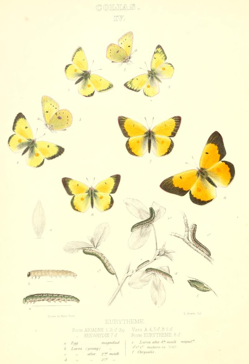 The butterflies of North America (COLIAS IV) BHL9690973