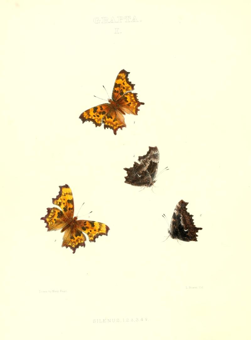 The butterflies of North America (GRAPTA I) BHL9691073