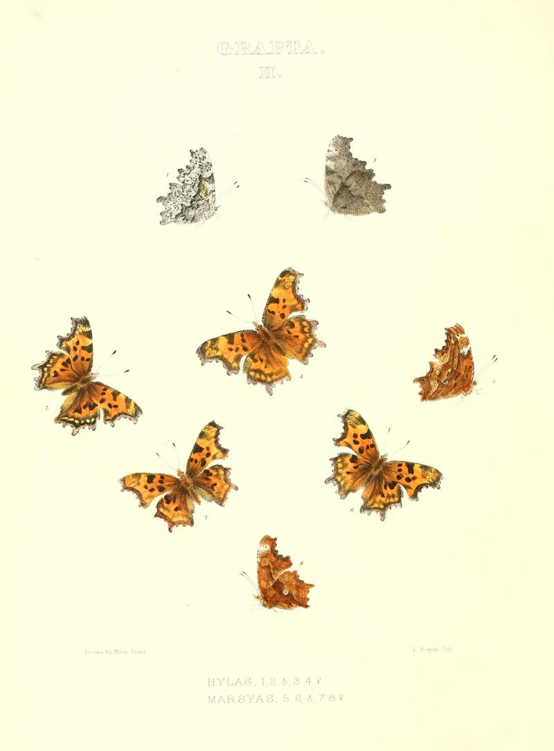 The butterflies of North America (GRAPTA II) BHL9691081