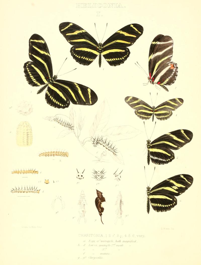 The butterflies of North America (HELICONIA I) BHL9690989