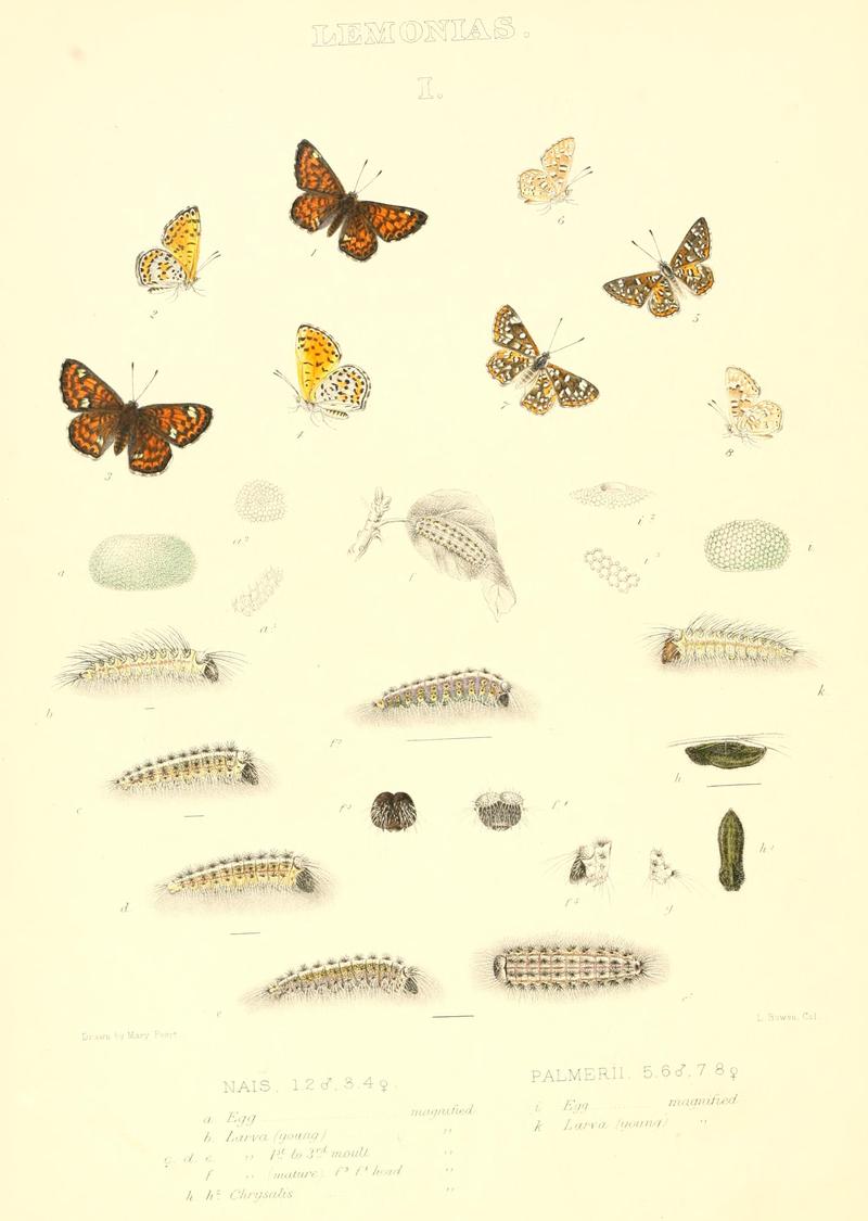 The butterflies of North America (LEMONIAS I) BHL9691213