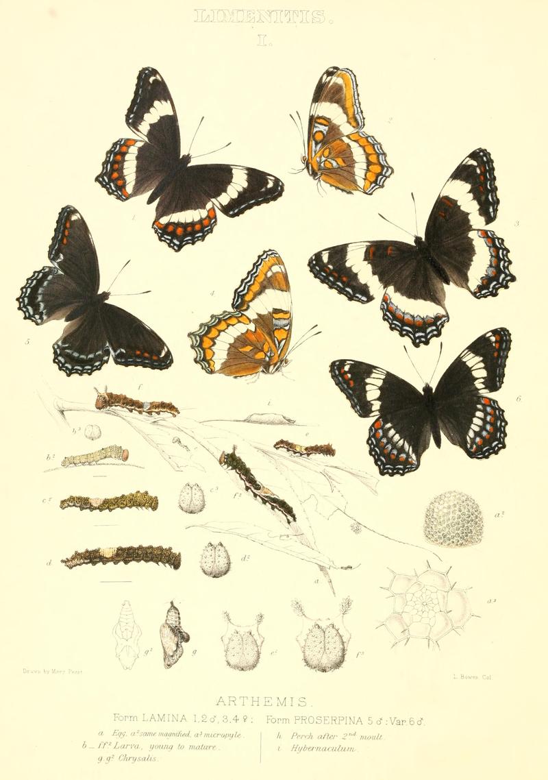 The butterflies of North America (LIMENITIS I) BHL9691097