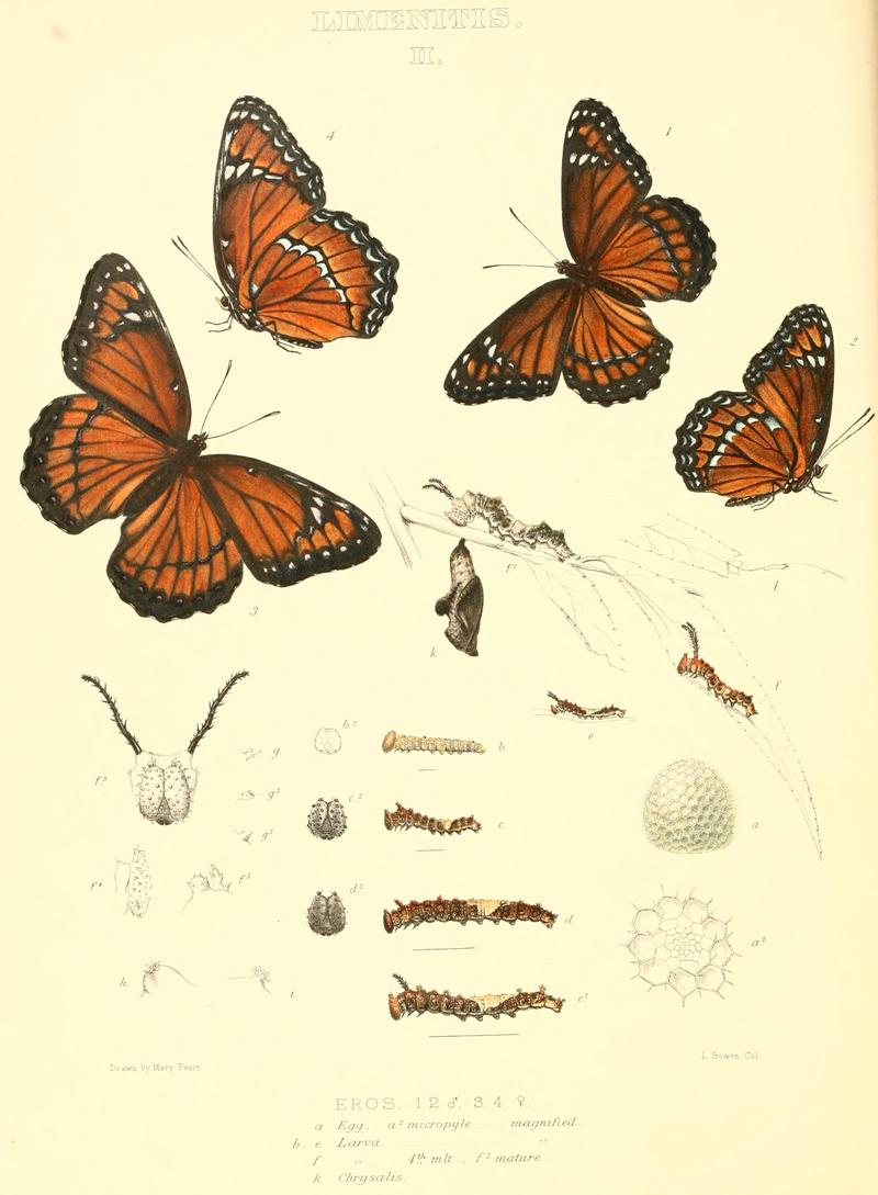 The butterflies of North America (LIMENITIS II) BHL9691119