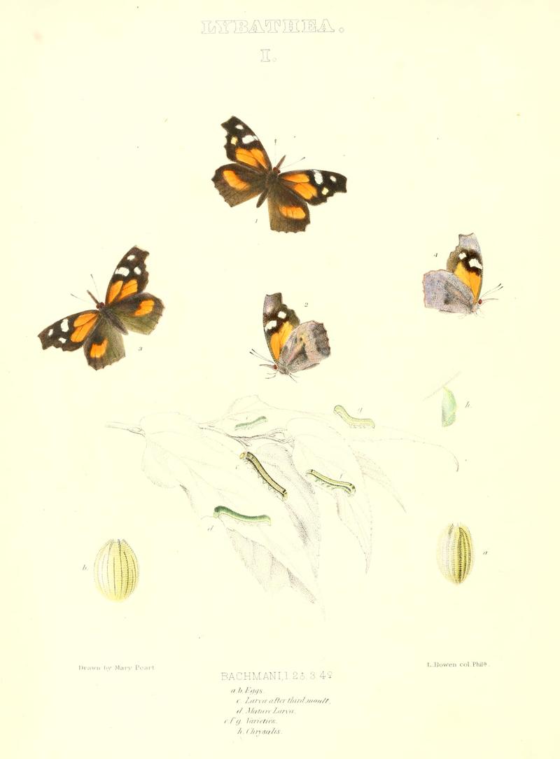 The butterflies of North America (LYBATHEA I) BHL9691205