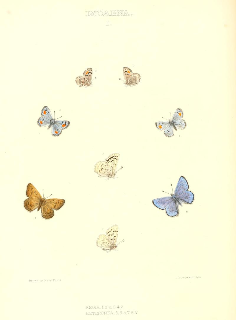 The butterflies of North America (LYCAENA I) BHL9691233