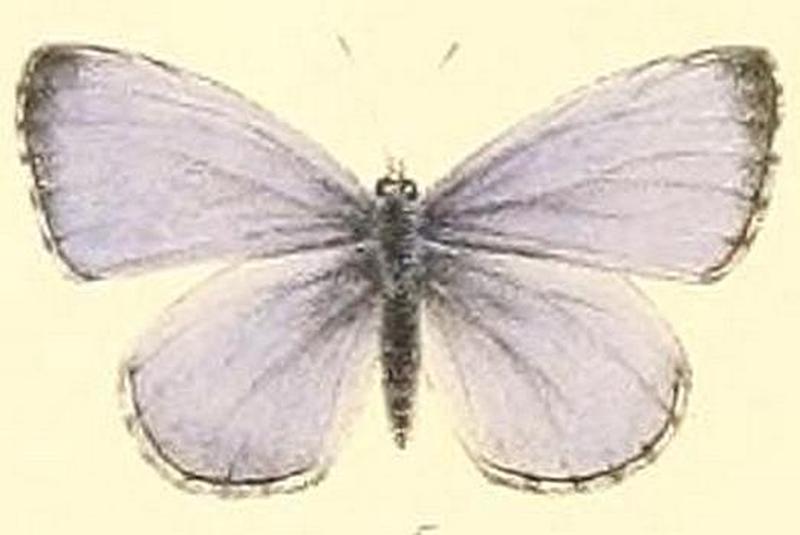 The butterflies of North America (LYCAENA II) BHL9691239 Lycaena violacea (male)