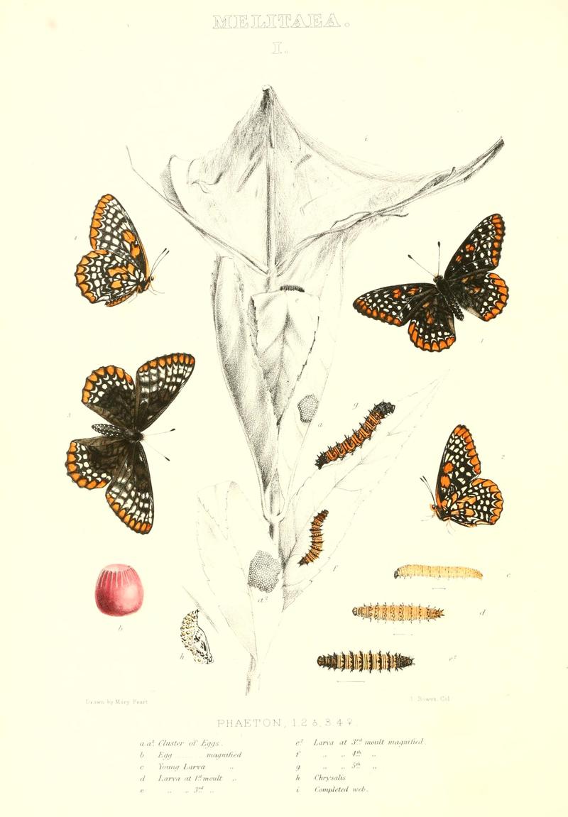 The butterflies of North America (MELITAEA I) BHL9691039