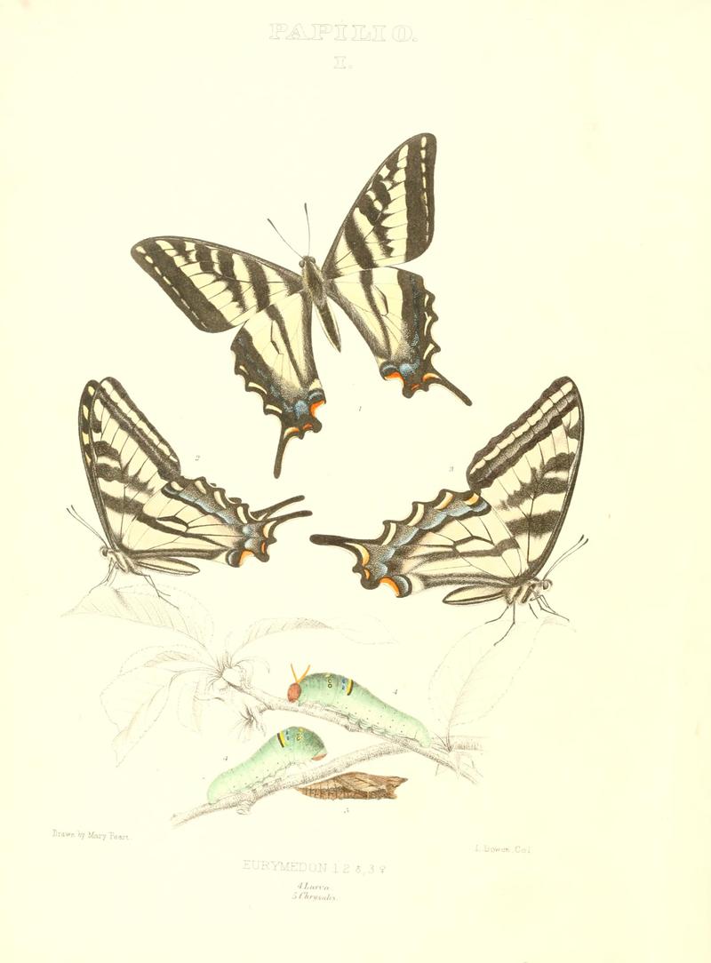 The butterflies of North America (PAPILIO I) BHL9690835