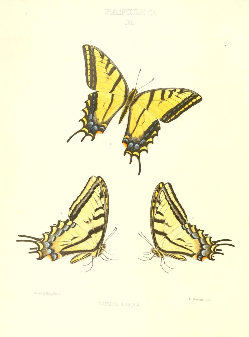 The butterflies of North America (PAPILIO II) BHL9690841