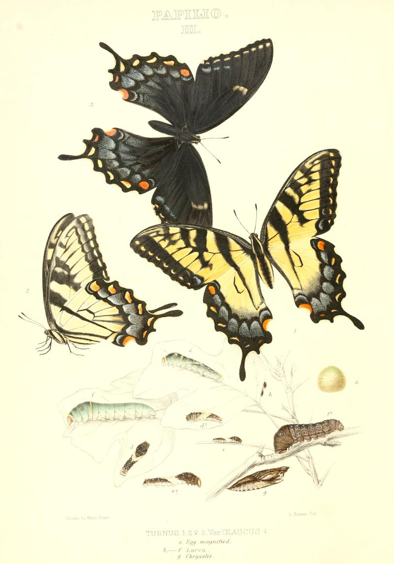 The butterflies of North America (PAPILIO III) BHL9690845