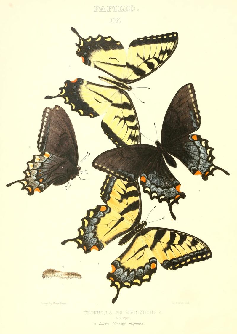 The butterflies of North America (PAPILIO IV) BHL9690849