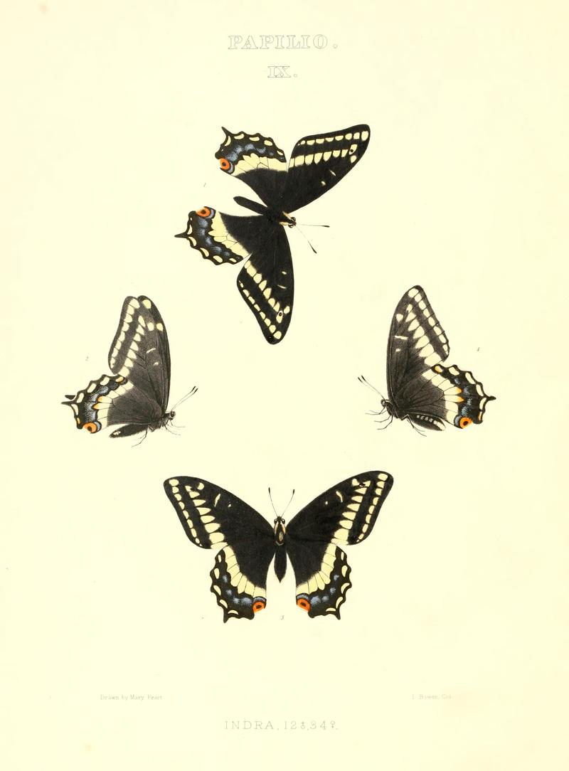 The butterflies of North America (PAPILIO IX) BHL9690893