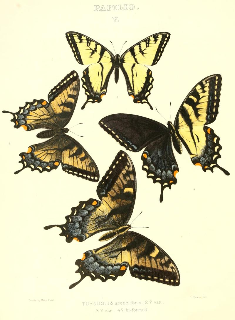 The butterflies of North America (PAPILIO V) BHL9690857