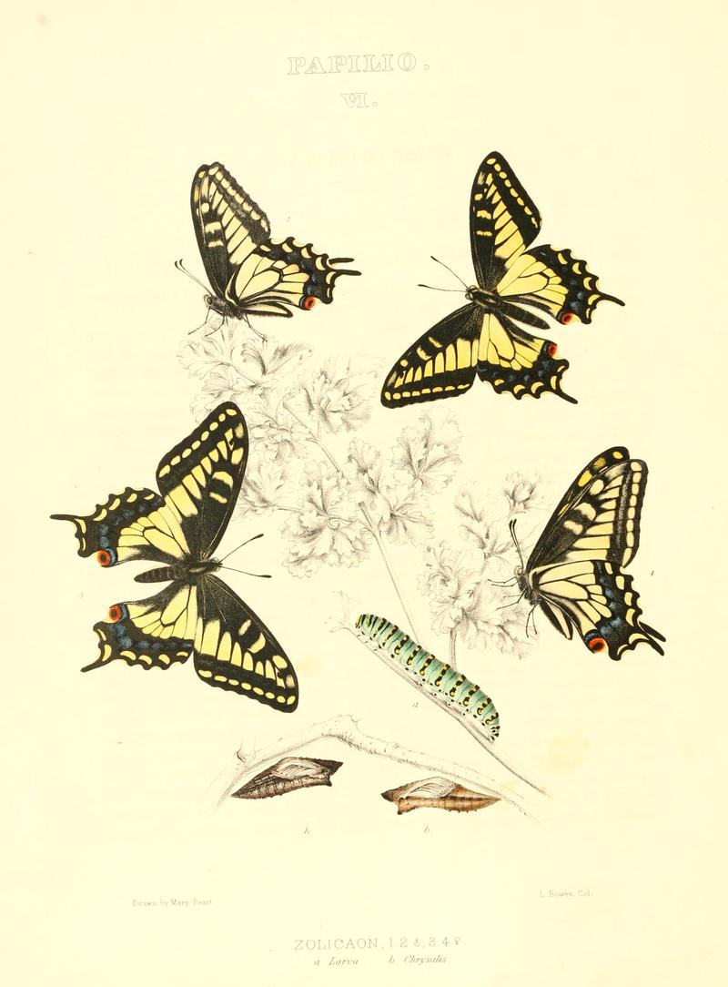 The butterflies of North America (PAPILIO VI) BHL9690869