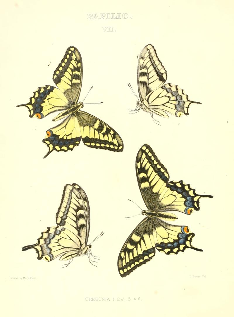 The butterflies of North America (PAPILIO VII) BHL9690873