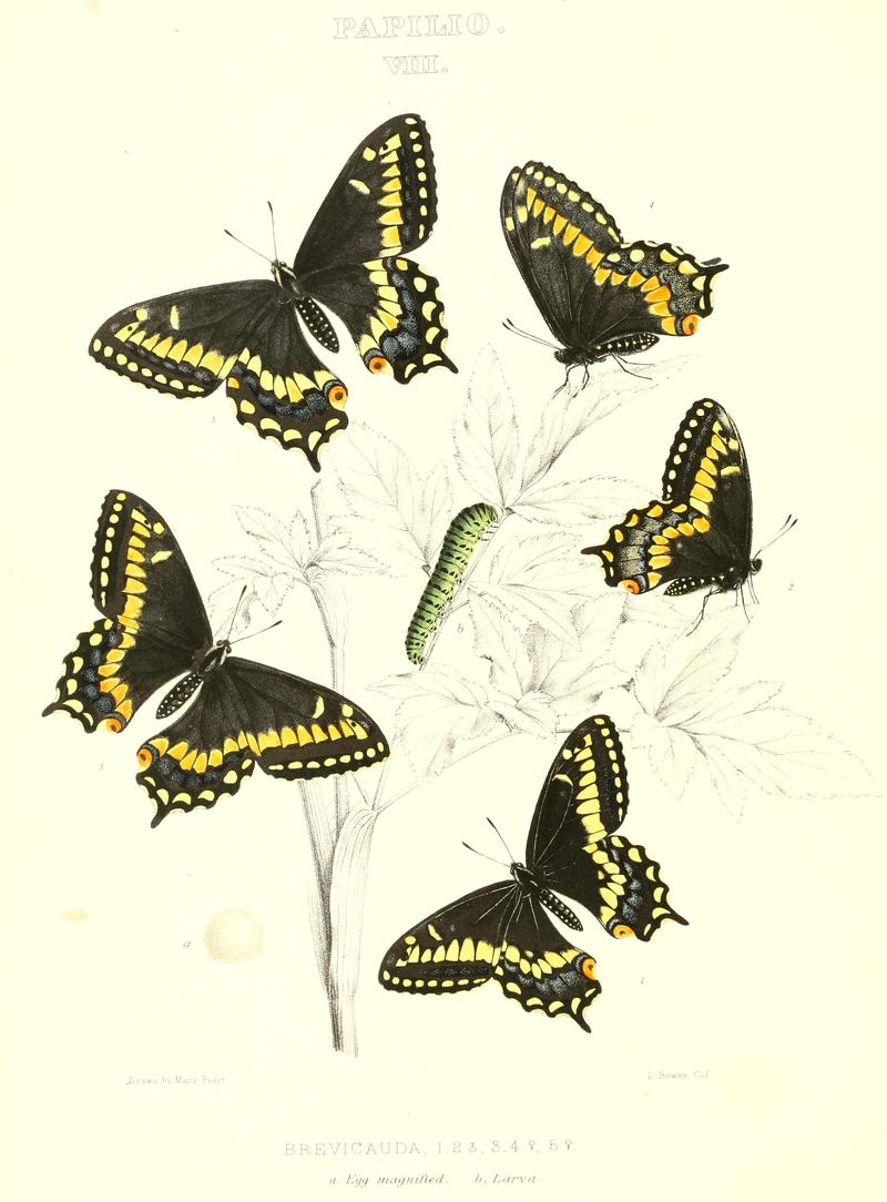 The butterflies of North America (PAPILIO VIII) BHL9690879