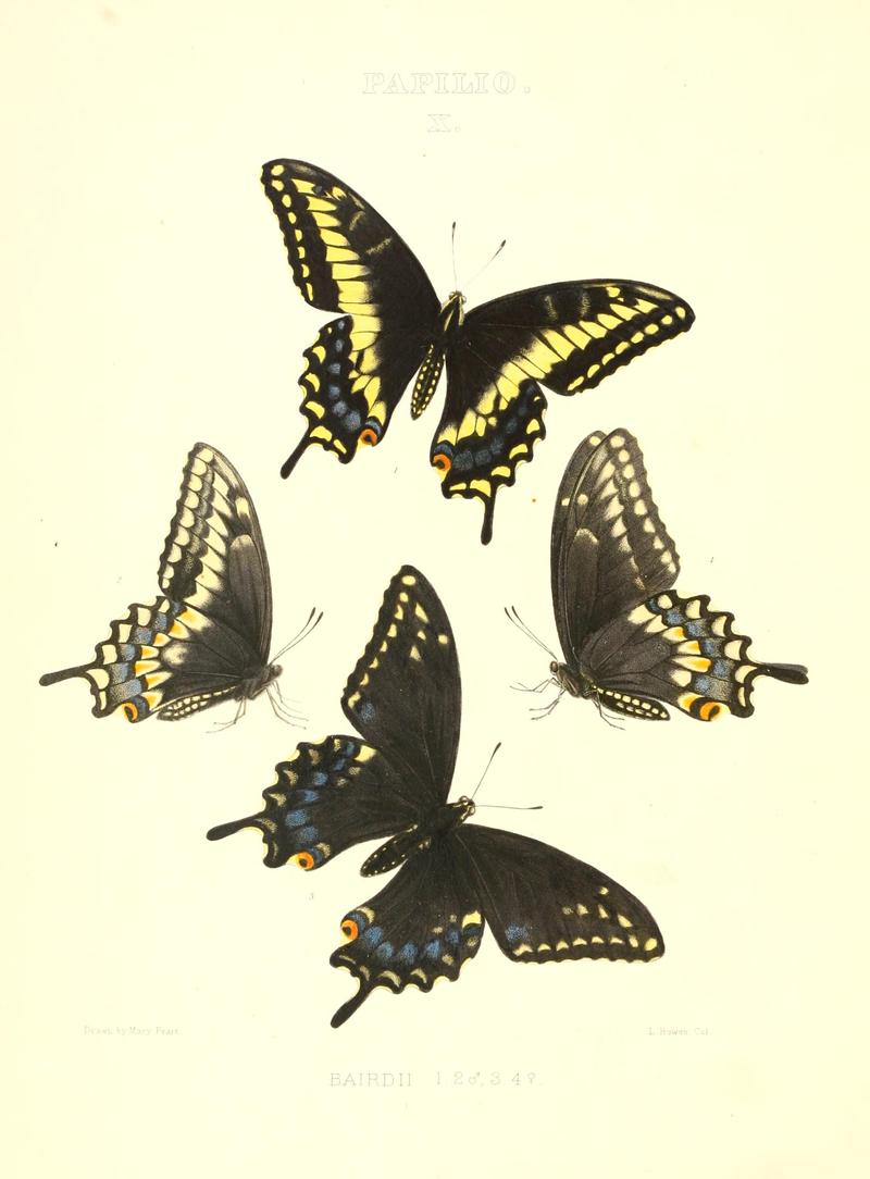 The butterflies of North America (PAPILIO X) BHL9690899