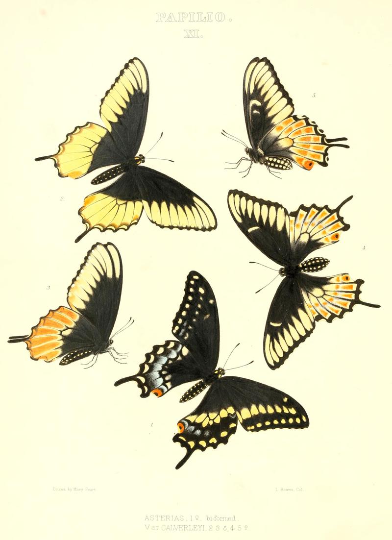 The butterflies of North America (PAPILIO XI) BHL9690905