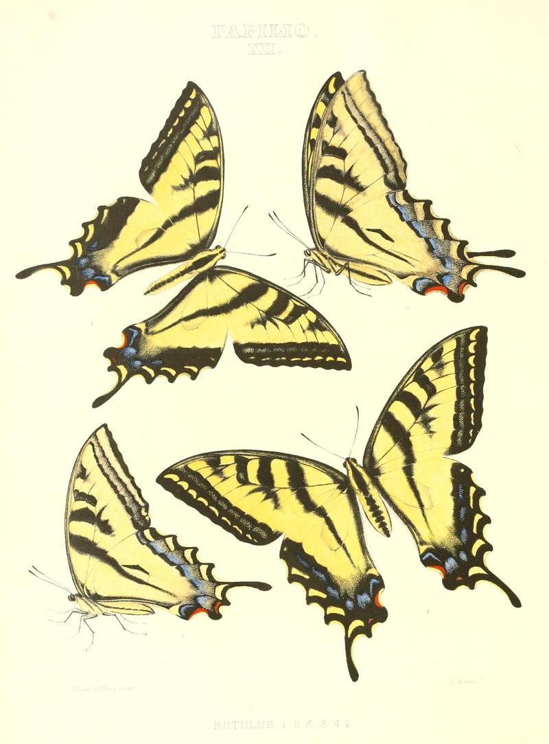 The butterflies of North America (PAPILIO XII) BHL9690909