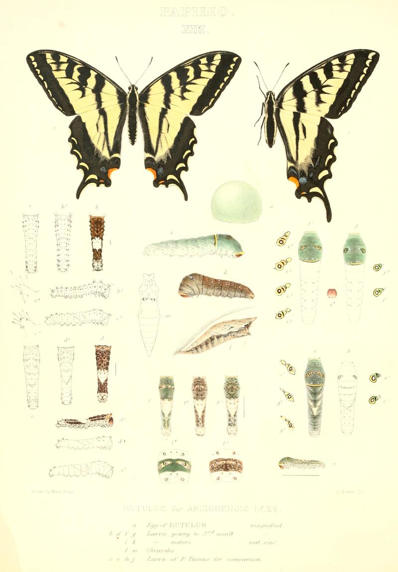 The butterflies of North America (PAPILIO XIII) BHL9690913