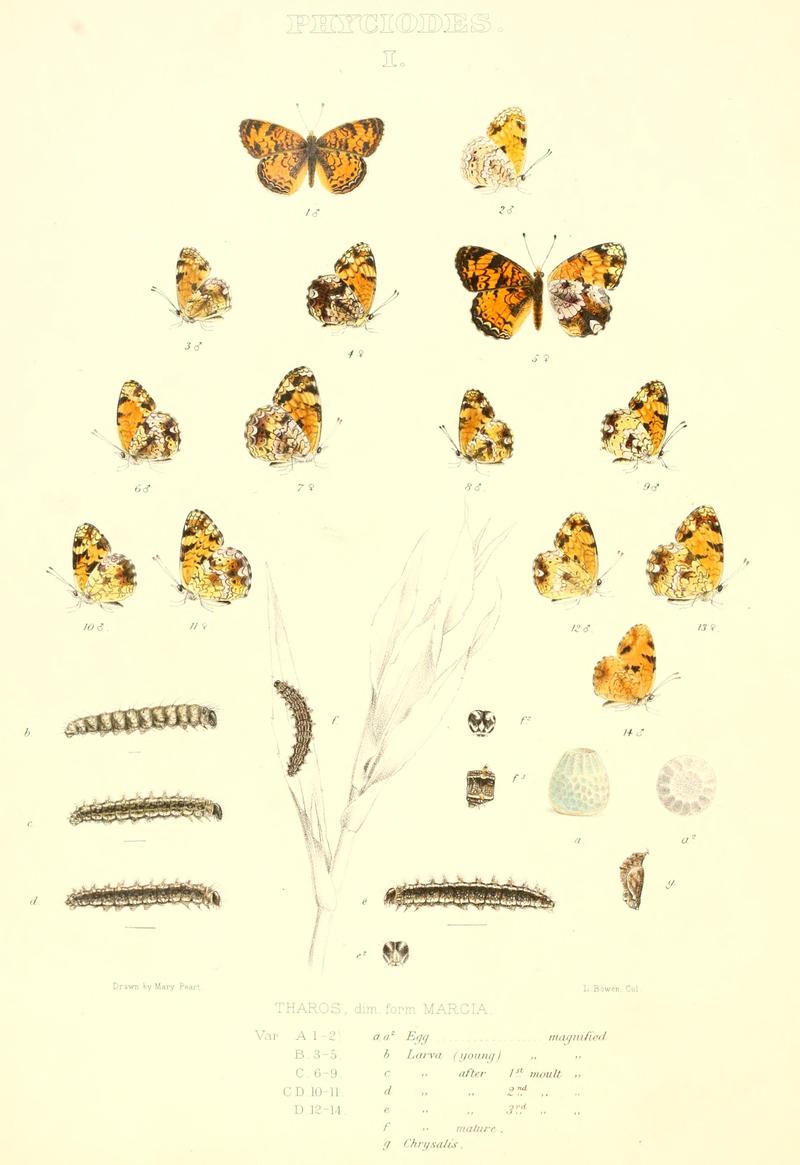 The butterflies of North America (PHYCIODES I) BHL9691049