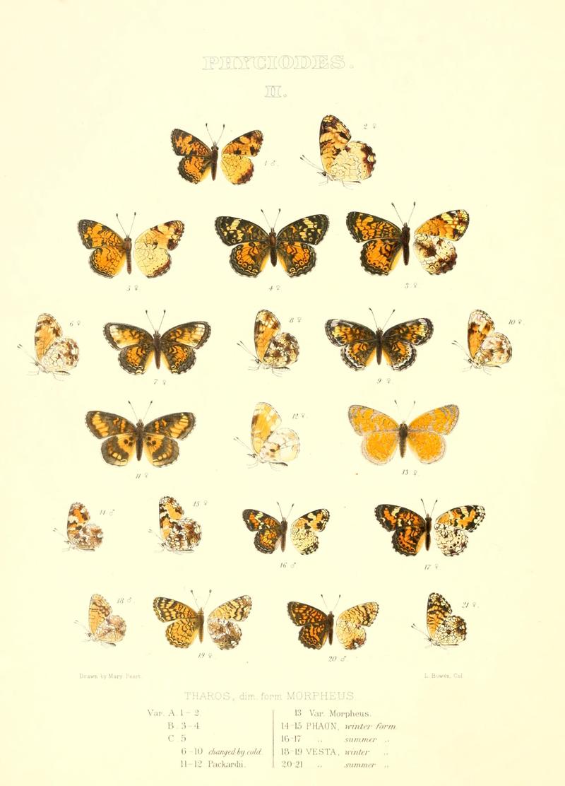 The butterflies of North America (PHYCIODES II) BHL9691069