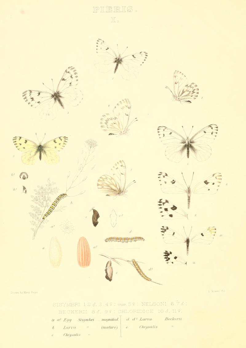 The butterflies of North America (PIERIS I) BHL9690927