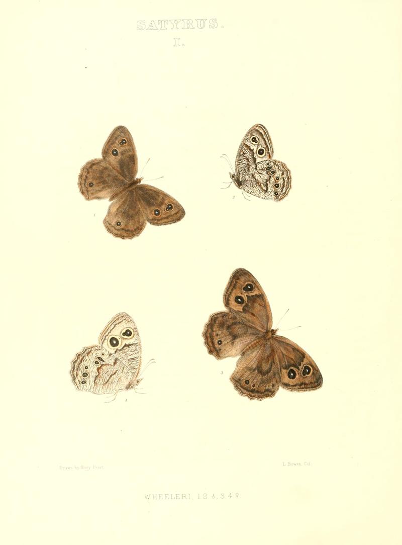 The butterflies of North America (SATYRUS I) BHL9691163