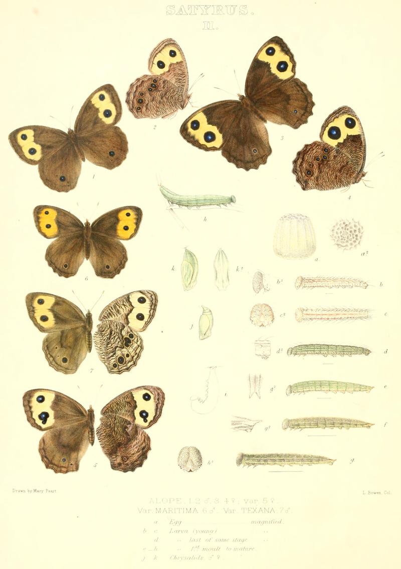 The butterflies of North America (SATYRUS II) BHL9691167